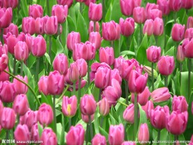 郁金香花海