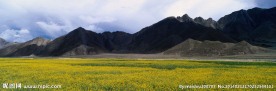油菜花