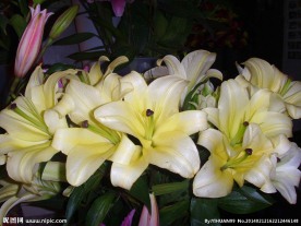 百合花 香水百合