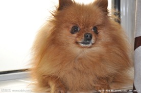 博美犬