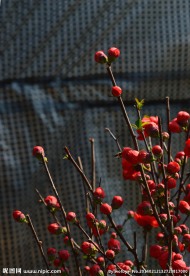 梅花