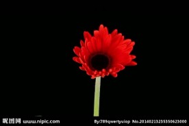 红花植物花朵生长视频