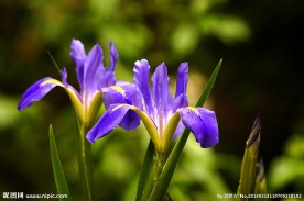 山花