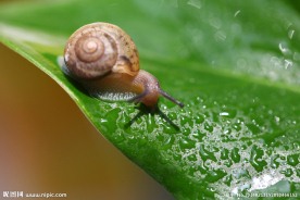 蜗牛