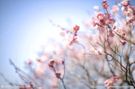梅花
