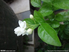 茉莉花