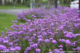 花境