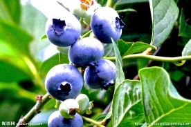 蓝莓