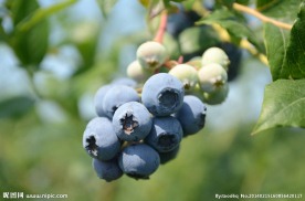 蓝莓
