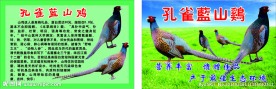 孔雀蓝山鸡