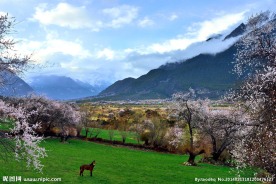 藏南林芝春天