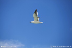 海鸥飞翔