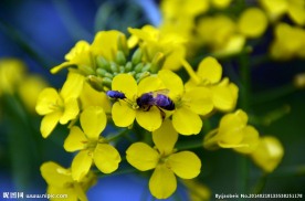 蜜蜂 油菜花