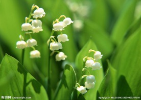 风铃花