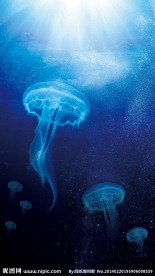 深海水母