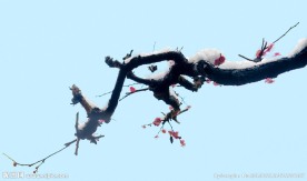 梅花傲雪