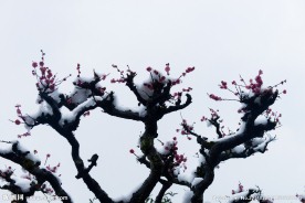梅花傲雪