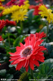 小野菊