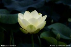 莲花