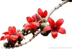 木棉花