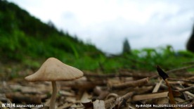 野生菌 野生 蘑菇