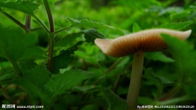野生菌 野生 蘑菇