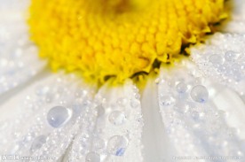 花蕾