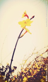 迎春花
