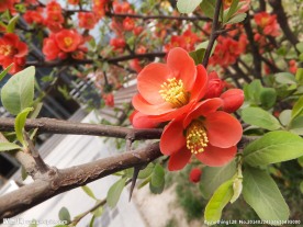 梅花