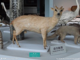 标本