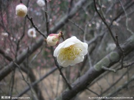 白色梅花