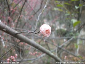 梅花花苞