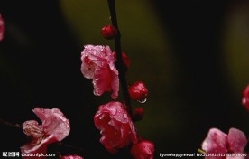 梅花
