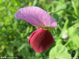 豌豆花