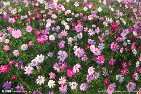 格桑花