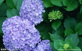 唯美 浪漫 紫色花丛