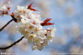 樱桃花