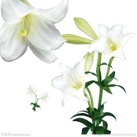 白色百合花