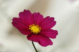 深红色小花