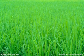 麦田