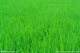 麦田