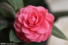 山茶花