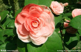 山茶花
