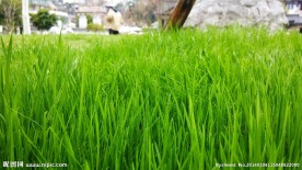 绿色草地