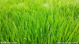 绿草