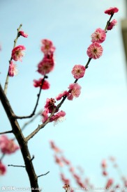 梅花 腊梅