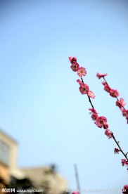 梅花 腊梅