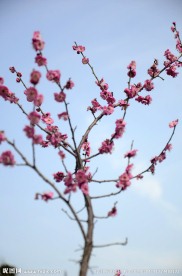 梅花 腊梅
