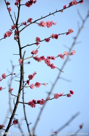 梅花 腊梅
