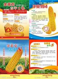 玉米彩页传单